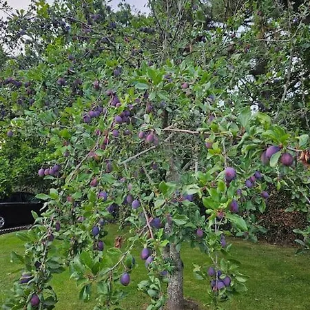 Tatil Evi La Maison Des Saveurs